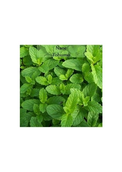 Nane Tohumu 1 Paket Kapalı Paket Yüksek Verimli Tohum