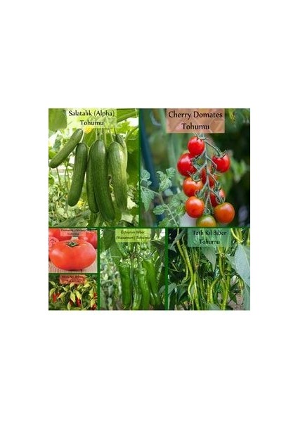 6 Paket Tohum No1 Salatalık Tohumu Domates Çeri Domates Tohumu Tatlı Biber Cin Üçburun Biber Tohumu
