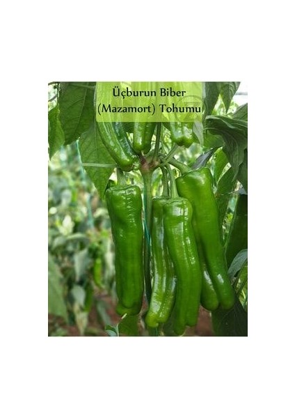 6 Paket Tohum No1 Salatalık Tohumu Domates Çeri Domates Tohumu Tatlı Biber Cin Üçburun Biber Tohumu modelleri