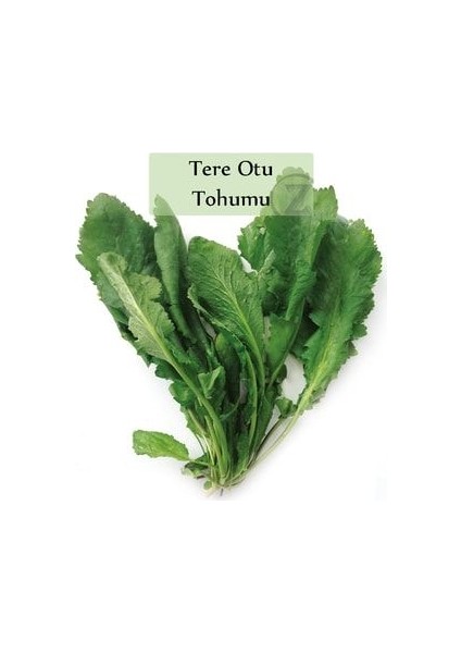6 Paket Tohum No2 Maydanoz Tohumu Dere Otu Tere Roka Tohumu Kırmızı Marul Kıvırcık Tohumu Yeşillik indirimleri