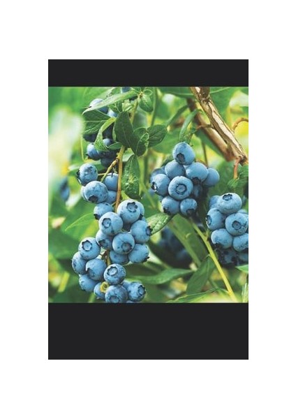 Blueberry 250 gr İthal Yaban Mersini Organik Sertifikalı Doğal Lezzet fiyatları