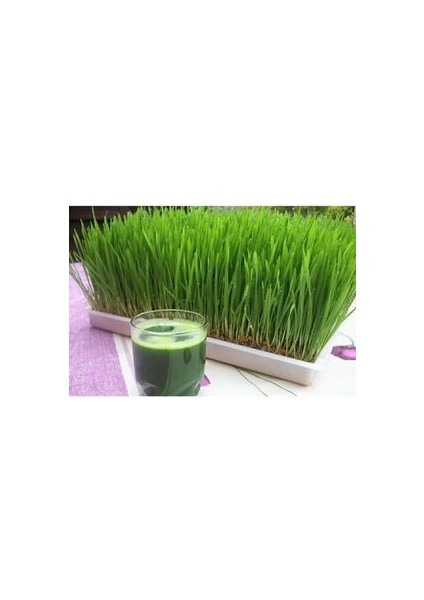 Buğday Çimi - Kedi Çimi Tohumu Sadece Tohum (50GR)