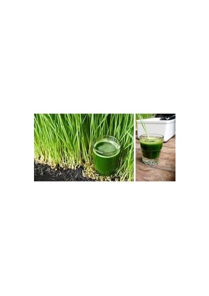 Buğday Çimi - Kedi Çimi Tohumu Sadece Tohum (50GR) fiyatları