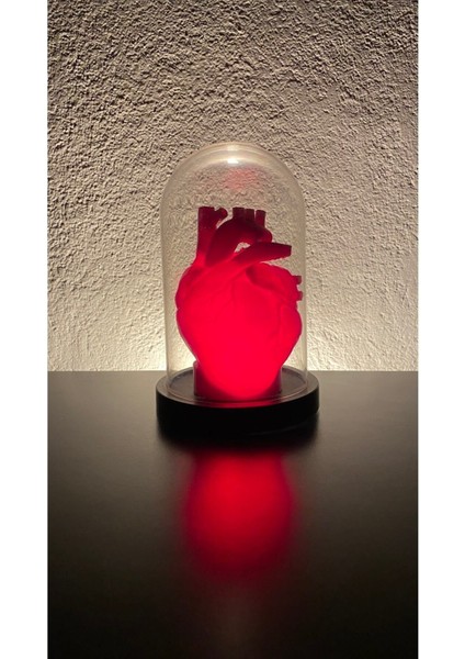 Tekno Trust Kalp Lamba Sevgililer Günü Kalp Biblo Fanus Içerisinde Anatomik Kalp Romantik