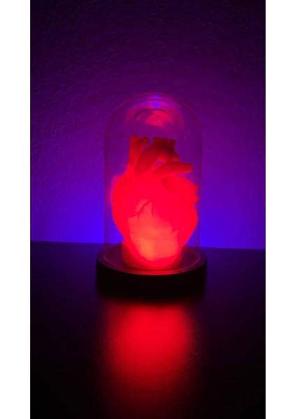 Tekno Trust Kalp Lamba Sevgililer Günü Kalp Biblo Fanus Içerisinde Anatomik Kalp Romantik