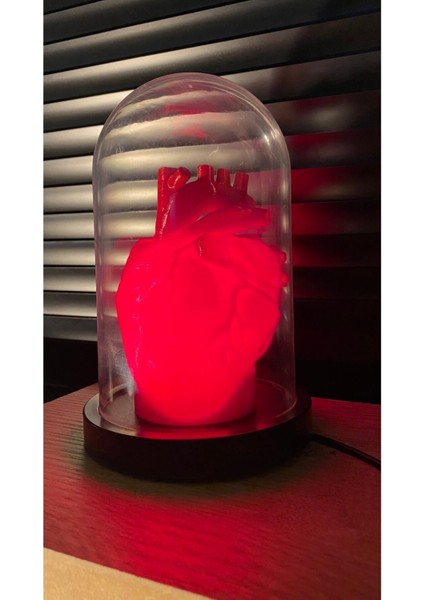 Tekno Trust Kalp Lamba Sevgililer Günü Kalp Biblo Fanus Içerisinde Anatomik Kalp Romantik