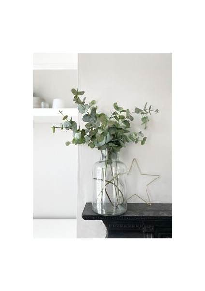 Cansas Okaliptus fiyatları