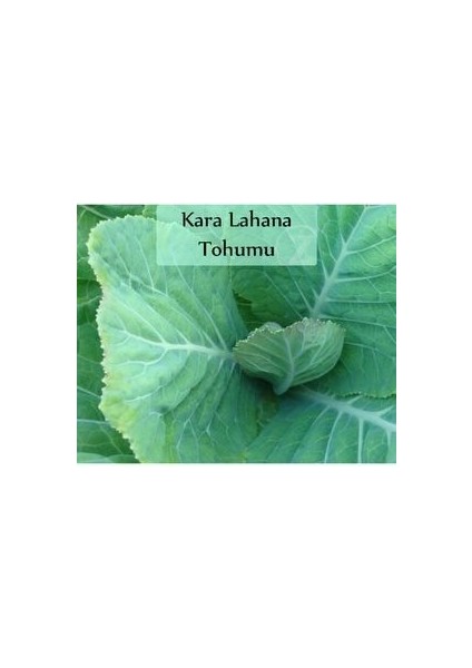 Kara Lahana Tohumu 1 Paket (10GR=2000+ Adet) Karadeniz Lahana Tohumu