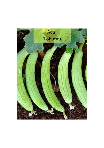 Acur Tohumu 1 Paket 1. Kalite Tohum Kapalı Paket Tohum Acur