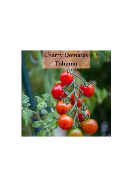 Çeri Domates Tohumu 1 Paket Cherry Domates Salkım Domates Tohumu Yüksek Verim Ekmek Için Sebze Tohum