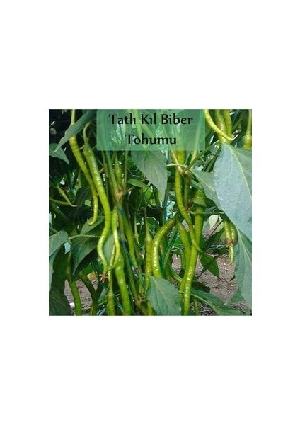Tatlı Kıl Biber Tohumu 1 Paket (5 GR=700+ Adet) Tatlı Biber Tohumu