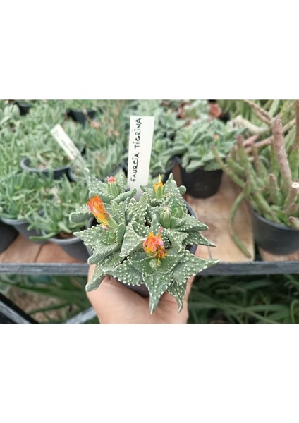 Plantis Botanik Faucaria Tigrina Kaplan Çenesi 9 cm Saksılı