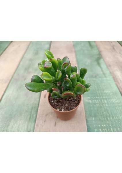 Plantis Botanik Crassula Ovata Gollum 5,5 cm Saksılı Şrek Kulağı Sukulent