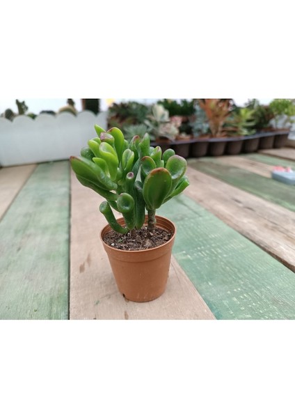 Plantis Botanik Crassula Ovata Gollum 5,5 cm Saksılı Şrek Kulağı Sukulent