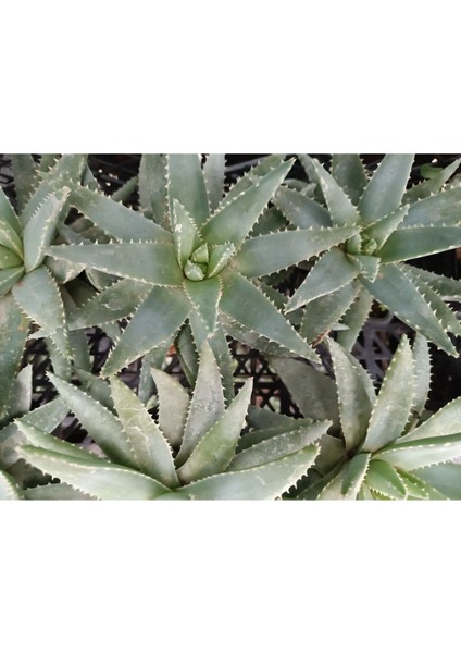 Plantis Botanik Aloe Brevifolia 12 cm Saksılı Sukulent