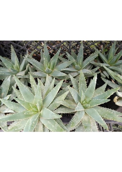 Plantis Botanik Aloe Brevifolia 12 cm Saksılı Sukulent