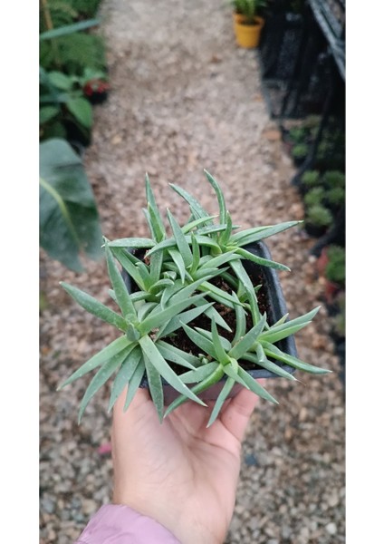 Bergeranthus Multiceps 9 cm Saksılı Sukulent