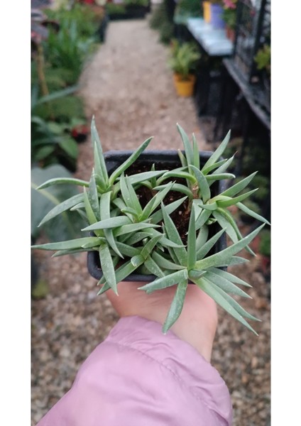 Bergeranthus Multiceps 9 cm Saksılı Sukulent