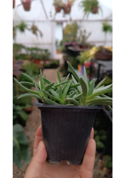 Bergeranthus Multiceps 9 cm Saksılı Sukulent
