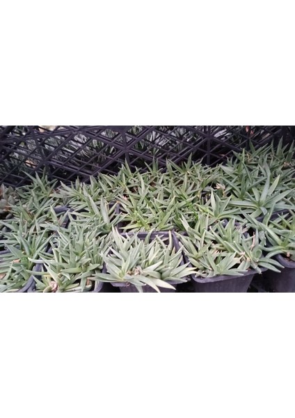 Bergeranthus Multiceps 9 cm Saksılı Sukulent