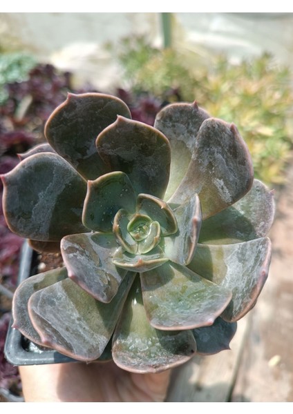 Plantis Botanik Echeveria Rop Roy 9 cm Saksılı Sukulent