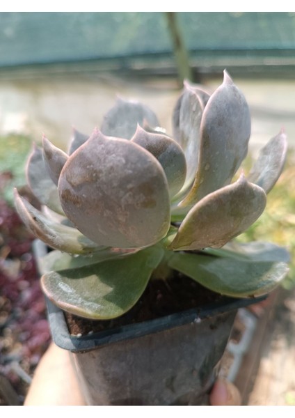 Plantis Botanik Echeveria Rop Roy 9 cm Saksılı Sukulent