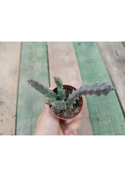 Stapelia Orbea Var. Leş Kaktüs Leopar Çiçekli 5,5 cm Saksılı Sukulent