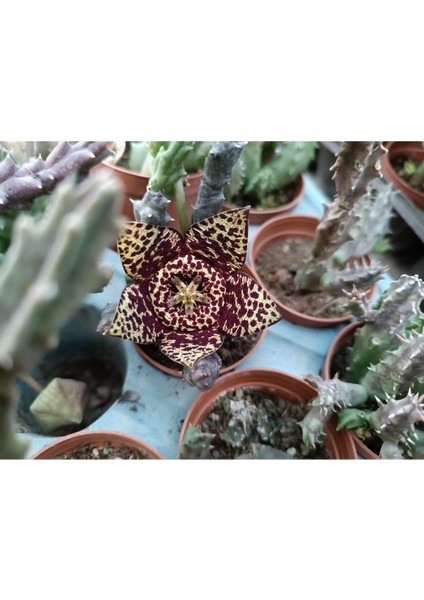 Stapelia Orbea Var. Leş Kaktüs Leopar Çiçekli 5,5 cm Saksılı Sukulent