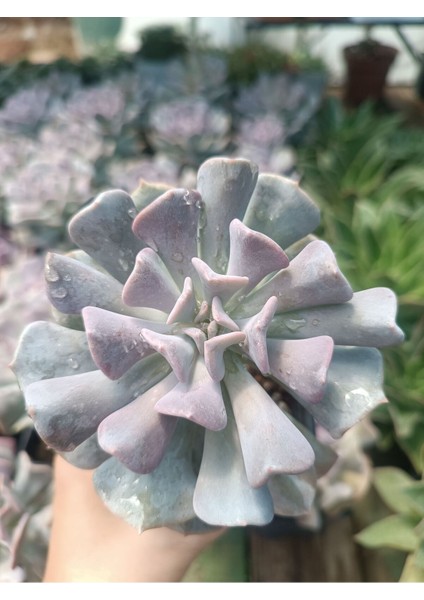 Plantis Botanik Echeveria Cubic Frost 9 cm Saksılı Sukulent