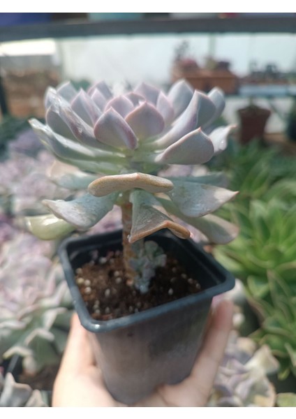 Plantis Botanik Echeveria Cubic Frost 9 cm Saksılı Sukulent