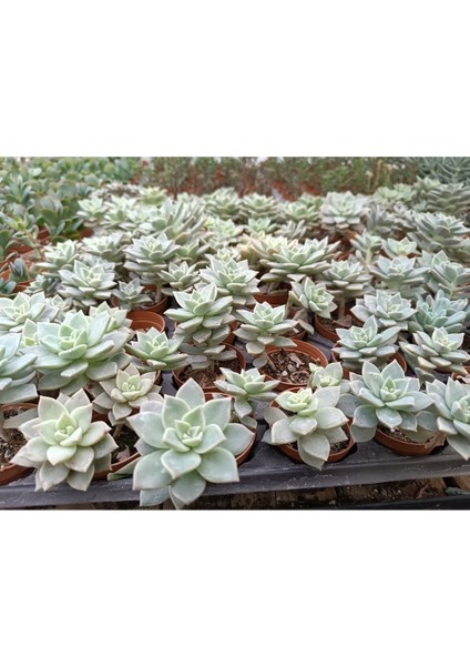 Plantis Botanik Graptopetalum Bernalense 5,5 cm Saksılı Sukulent