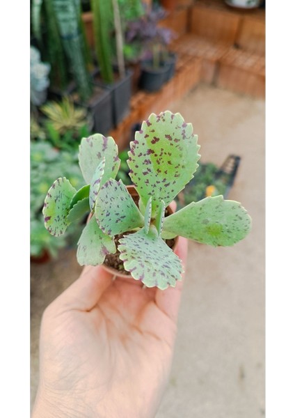 Kalanchoe Marmorata 5,5 cm Saksılı Sukulent