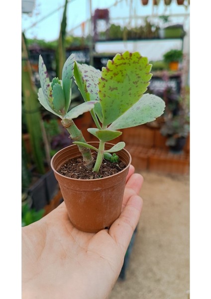 Kalanchoe Marmorata 5,5 cm Saksılı Sukulent