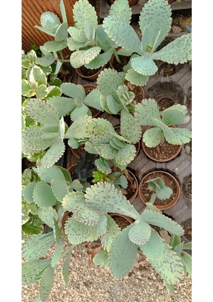 Kalanchoe Marmorata 5,5 cm Saksılı Sukulent
