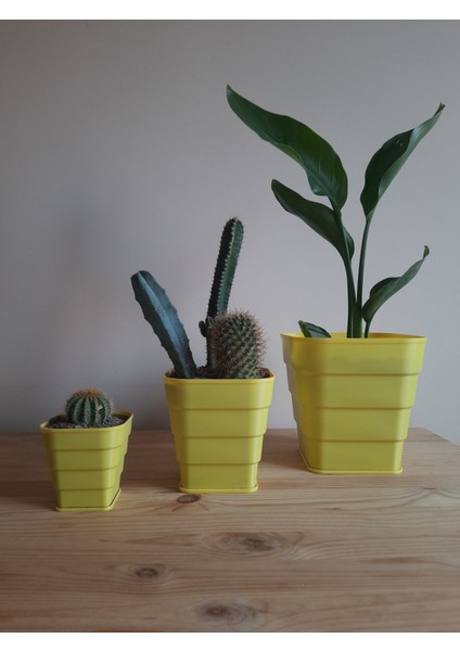Kornet Saksı Kare Set (8-12-16 Cm)