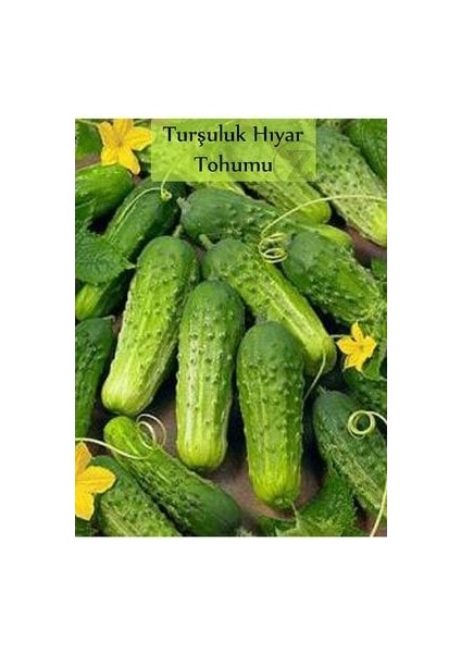 Hıyar Tohumu Kornişon 1 Paket Turşuluk Salatalık Tohumu Ekmeye Uygun Yüksek Verimli Paket Tohum
