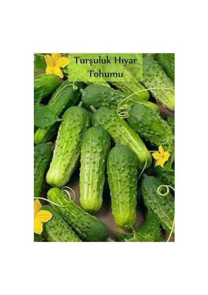 Hıyar Tohumu Kornişon 1 Paket Turşuluk Salatalık Tohumu Ekmeye Uygun Yüksek Verimli Paket Tohum fiyatları