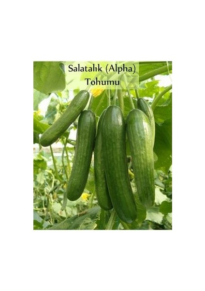 Salatalık Tohumu Beith Alpha 1 Paket Hıyar Tohumu Ekmeye Uygun Yüksek Verimli Paket Tohum Salatalık