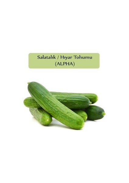 Salatalık Tohumu Beith Alpha 1 Paket Hıyar Tohumu Ekmeye Uygun Yüksek Verimli Paket Tohum Salatalık fiyatları