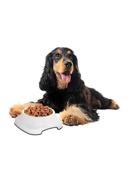 Silikon Kaydırmaz Taban Plastik Kedi ve Köpek Mama ve Su Kabı 2 L fiyatları