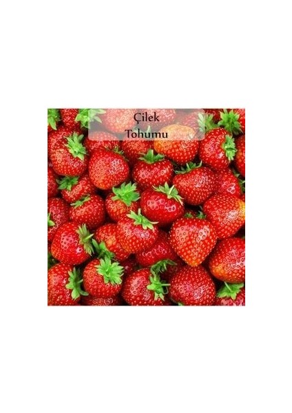 Çilek Tohumu 1 Paket (0,5 Gr)