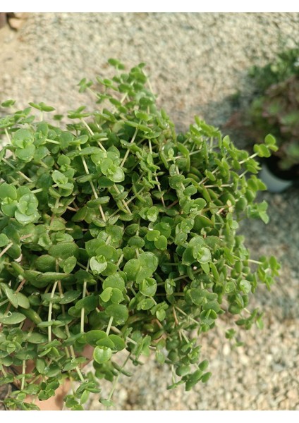 Plantis Botanik Crassula Pellucida Marginalis 9 cm Saksılı Sarkıcı Sukulent