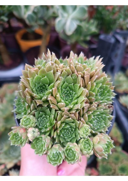 Plantis Botanik Sempervivum Red Rubin 9 cm Saksılı Sukulent Bol Yavrulu