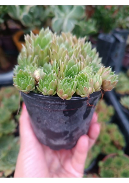 Plantis Botanik Sempervivum Red Rubin 9 cm Saksılı Sukulent Bol Yavrulu