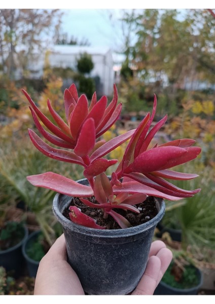 Crassula Capitella Campfire Kamp Ateşi 9 cm Saksılı Sukulent