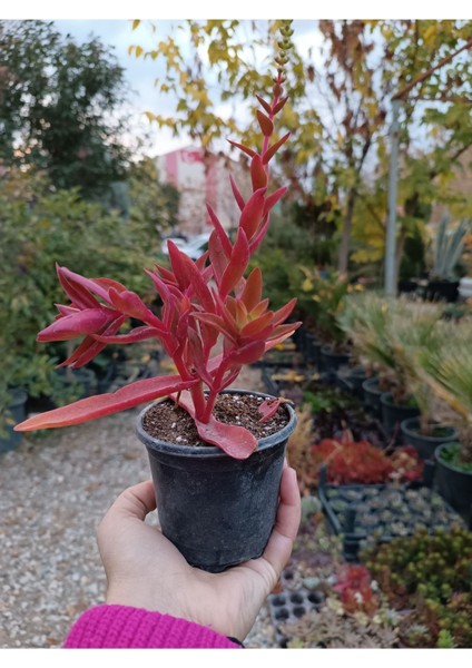 Crassula Capitella Campfire Kamp Ateşi 9 cm Saksılı Sukulent
