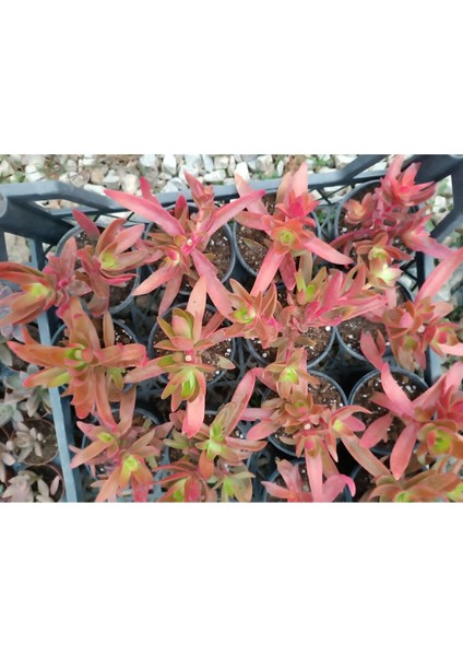 Crassula Capitella Campfire Kamp Ateşi 9 cm Saksılı Sukulent