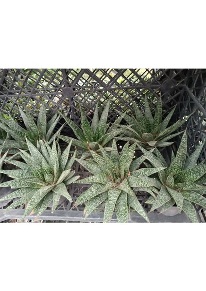 Aloe Flow 9 cm Saksılı Sukulent