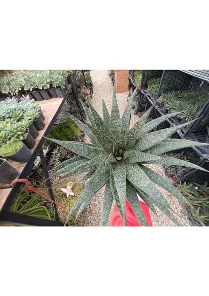 Aloe Flow 9 cm Saksılı Sukulent