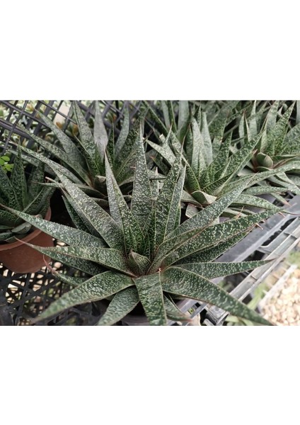 Aloe Flow 9 cm Saksılı Sukulent